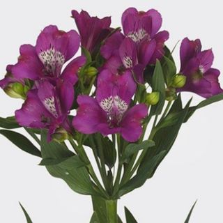 Alstroemeria mov