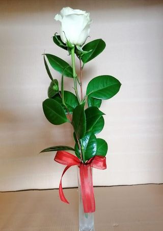 Rosa Blanca Para Regalo