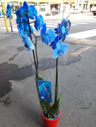 Orchide blue 