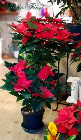 Alberello Stella di Natale Poinsettia 