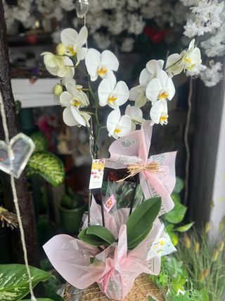 Vaso de Phalaenopsis