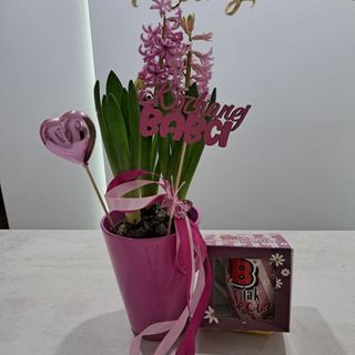 Hiacynt w doniczce ceramicznej +kubek dla babci