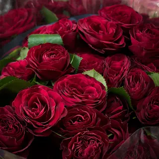 Cherry rose