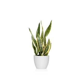 Sanseviera Laurentii 