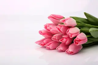 Tulipani Rosa
