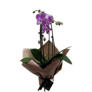 Phalaenopsis cascada roz-mov