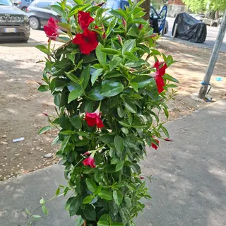 Dipladenia albero
