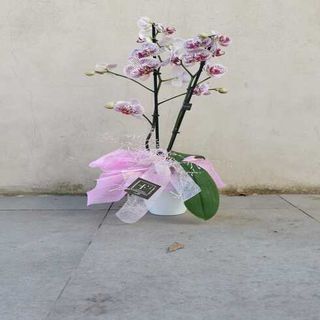 Orquídea Rosa