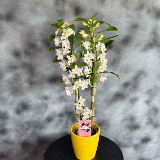 Dendrobium