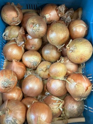 Cipolle bionde