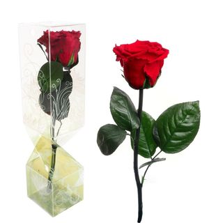 Rosa Eterna Roja Tallo corto