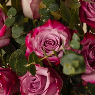 Tallo de rosa deep purple