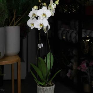 Orchidée Blanche