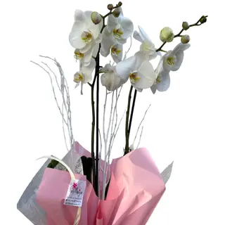 Planta De Orquidea Blanca