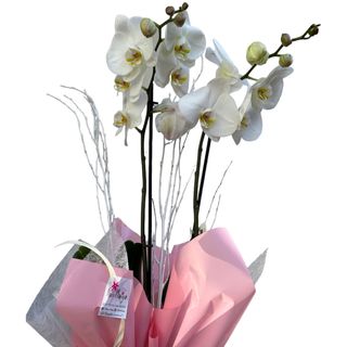 Planta De Orquidea Blanca