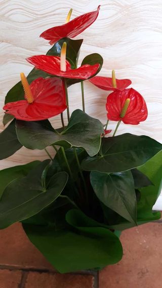 Anthurium medio