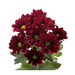 Margarita Roja Flor Suelta (Nos son ramos/no bouquet)