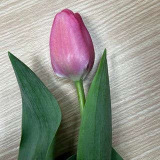 Tulipany 
