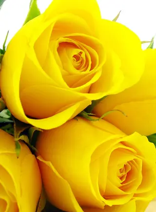 Rose gialla Singola