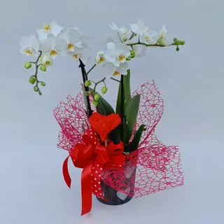 Phalaenopsis bianco 2 rami