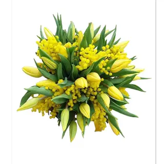 Mazzo di Tulipani misto  e Mimosa