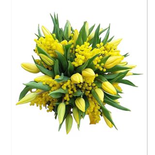 Mazzo di Tulipani misto  e Mimosa