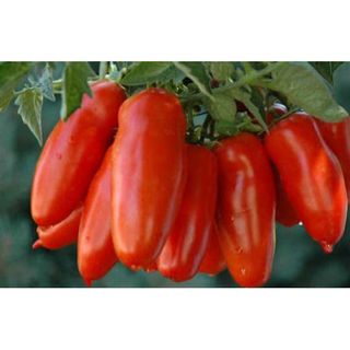 Pomodori San Marzano