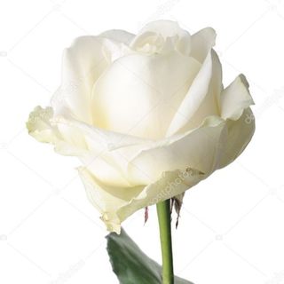 RÓŻA BIAŁA 25 SZTUK