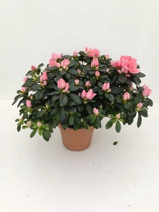 Azalea media colore disponibilita del momento