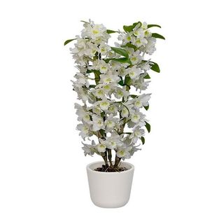 Orhidee parfumata - Dendrobium nobile 40cm