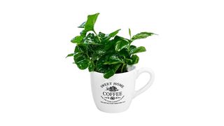 Coffea šolja