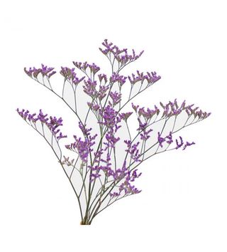 Limonium