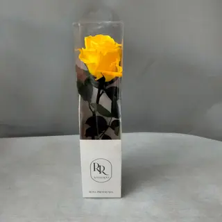 Rosa eterna amarilla 25-32 cm.