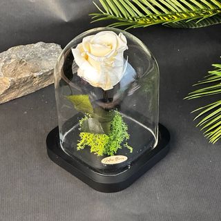 Fleur Eternelle Rose Champagne 15cm*10cm