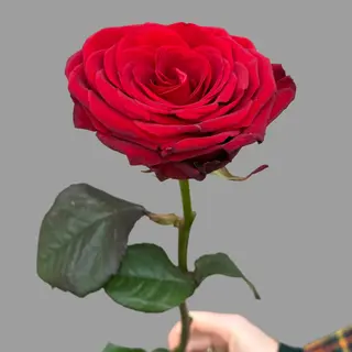 Czerwona róża 