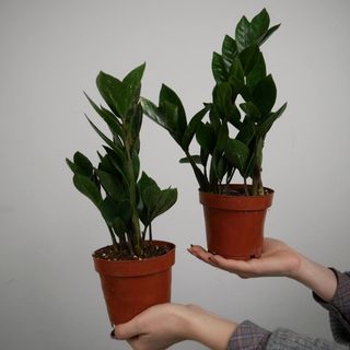 Заміокулькас 