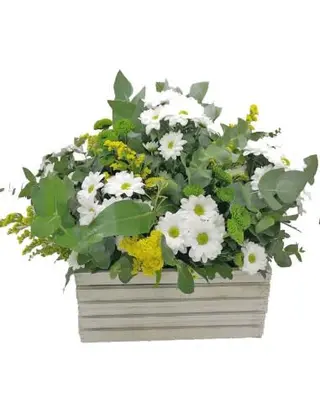 Cajas De Margaritas