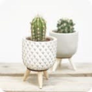 Pack 2 Cactus Mini 5,5Cm Diametro