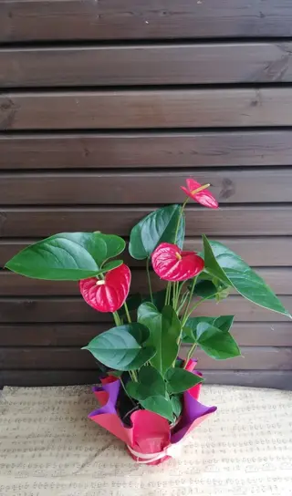Ghiveci Anthurium
