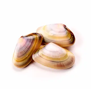Coquina 250 Gr.