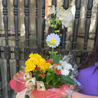 Jardín de plantas con Gran Orquídea + Pin "Mamá"