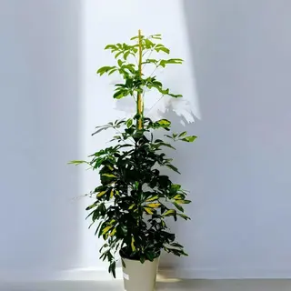 Schefflera