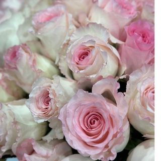 Троянда "Mandala"