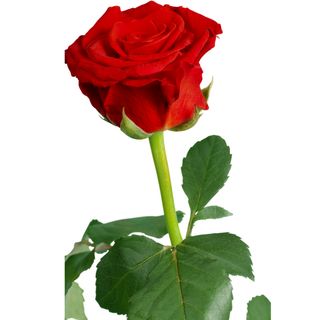 Bukiet z dowolnej ilości róż czerwonych