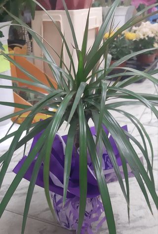 Палма Драцена