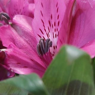 Bouquet a scelta/n/7