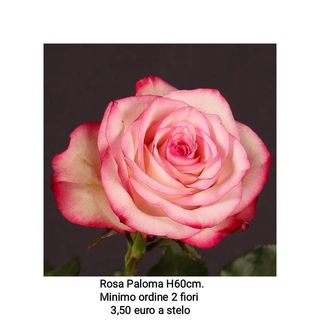 Rosa Paloma 60 cm - 1 stelo