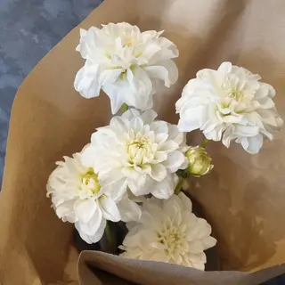 White Dahlia