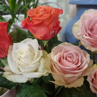 Rosa colori vari h 50cm 