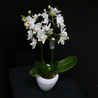  Orquídea mini Blanca